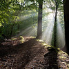 Sachsenwald - Saxon Forest : 